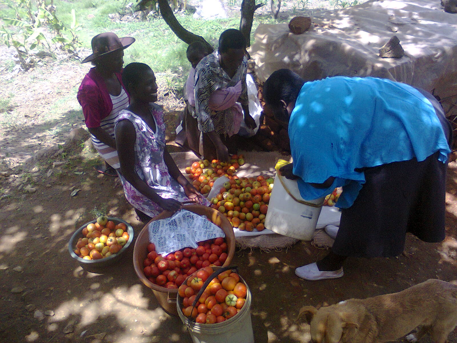 People sorting fresh produce outdoors